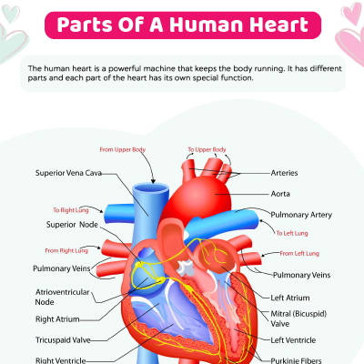 Parts Of The Heart Worksheet | MomJunction