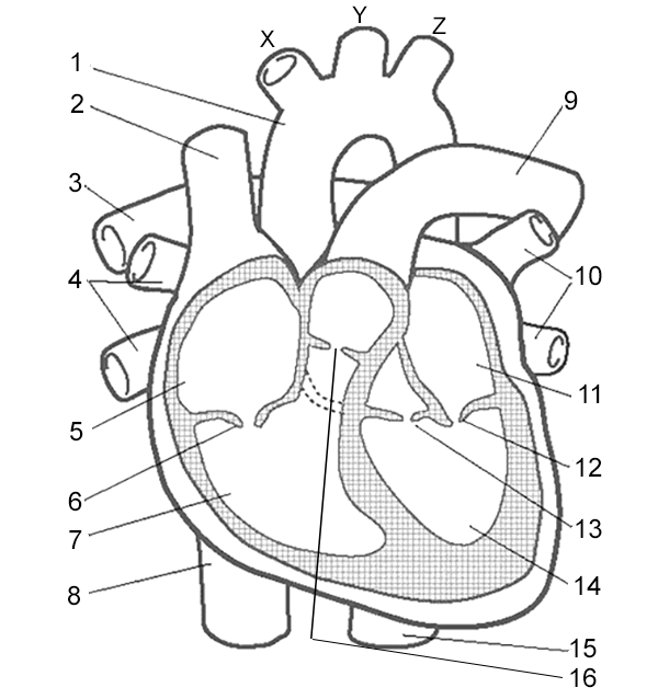 Label the Heart