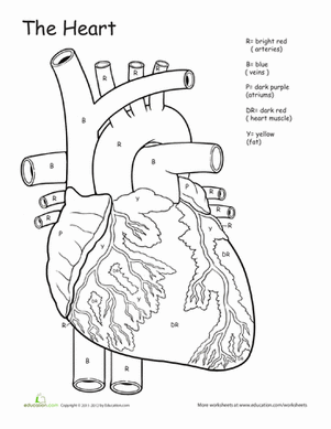 Awesome Anatomy: If I Only Had a Heart! | Worksheet 