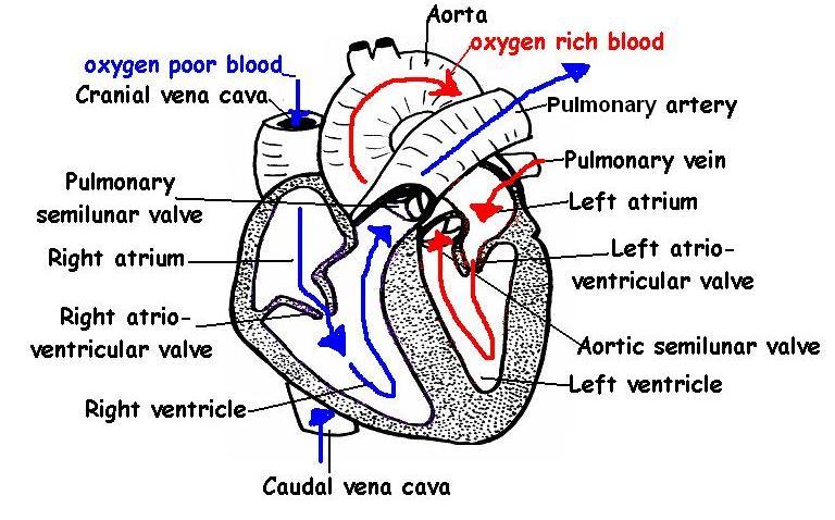 Heart Worksheet Answers - WikiEducator