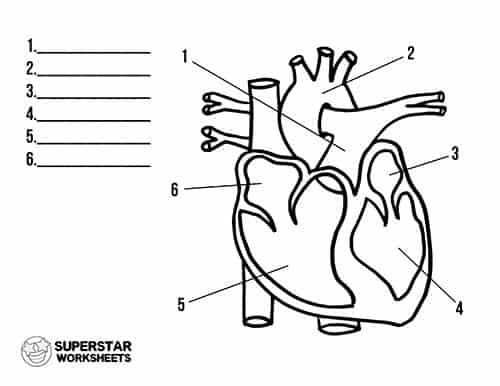 Heart Worksheets -Worksheets Library