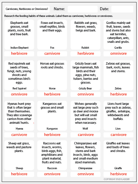 herbivore carnivore omnivore worksheet