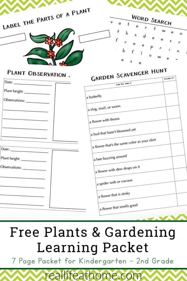 Free Plant Worksheets for Kindergarten - 3rd Grade - Perfect for ...
