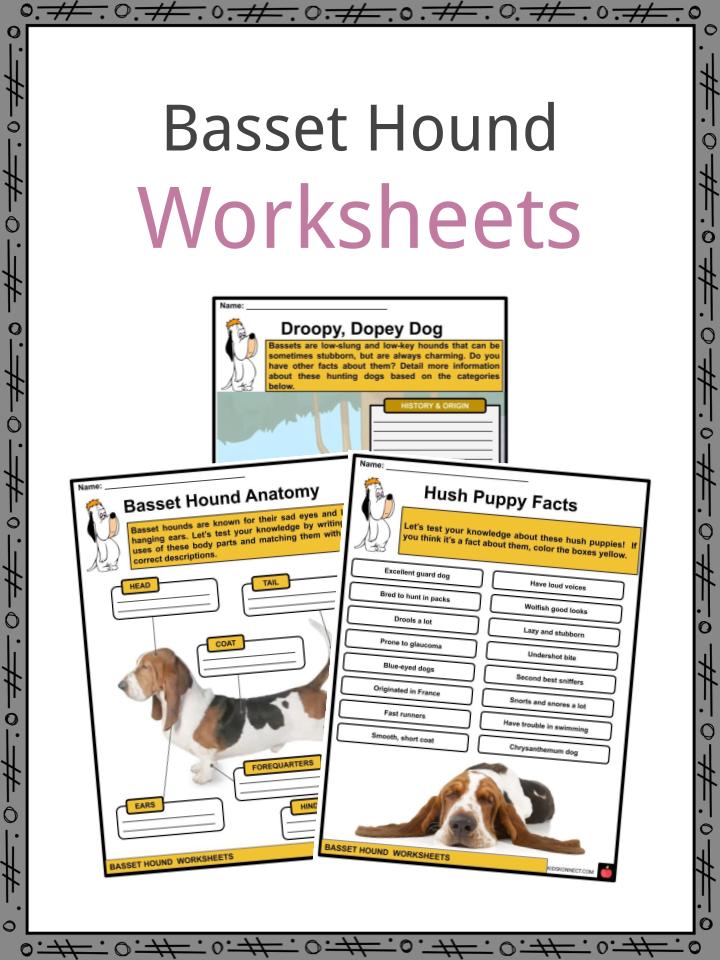Basset Hound Facts, Worksheets &  History For Kids