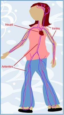 how blood travels through the body worksheet
