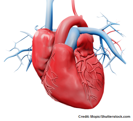 how blood travels through the body worksheet