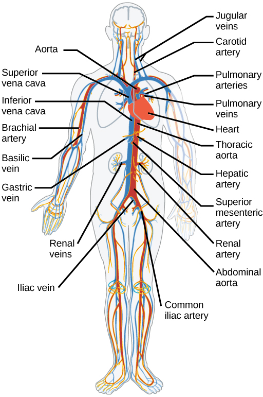 how blood travels through the body worksheet