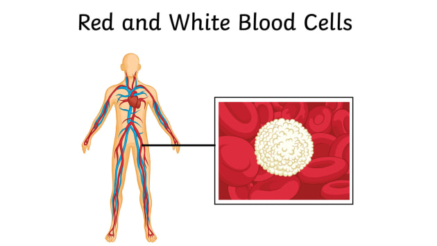 how blood travels through the body worksheet