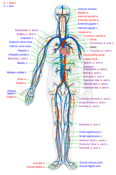 how blood travels through the body worksheet