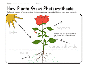 How Plants Grow | Worksheet 