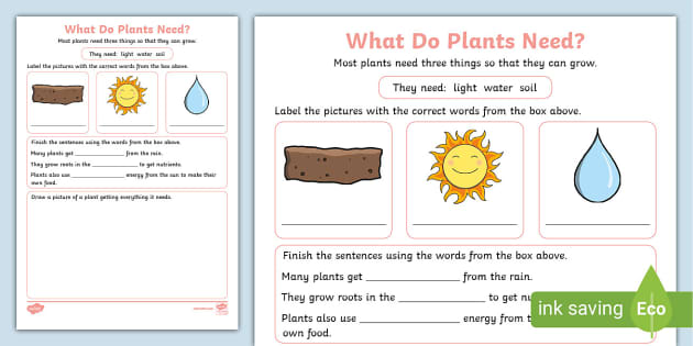 how plants grow worksheet