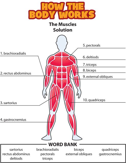 how the body works the muscles worksheet answers