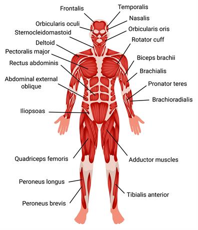 how the body works the muscles worksheet answers