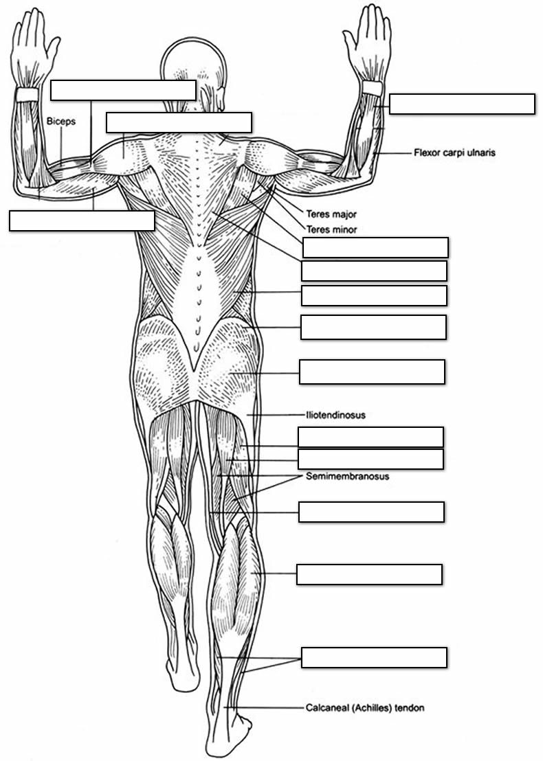 how the body works the muscles worksheet answers