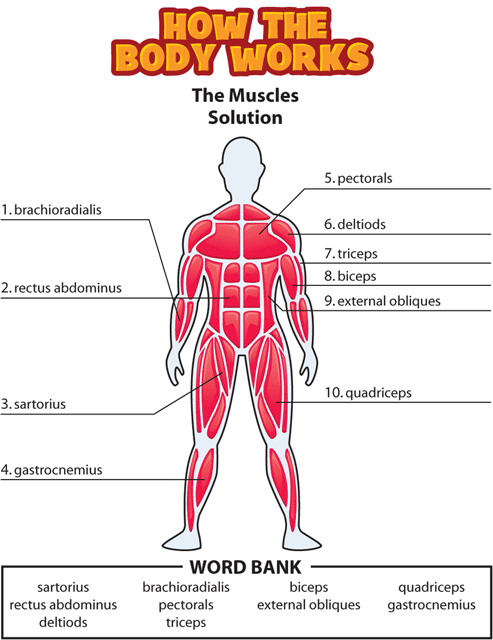 how the body works the muscles worksheet answers