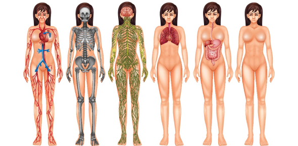 how the body works the muscles worksheet answers