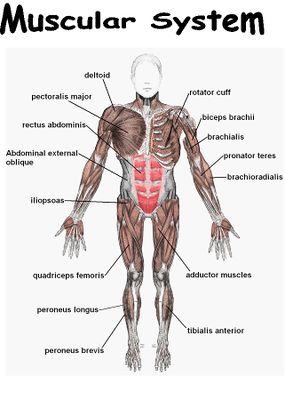 how the body works the muscles worksheet answers