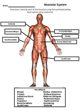 how the body works the muscles worksheet answers