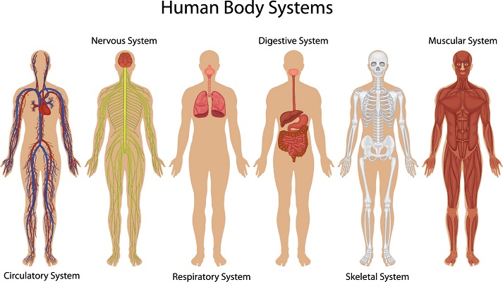 how the body works the muscles worksheet