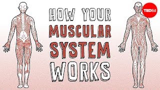 how the body works the muscles worksheet