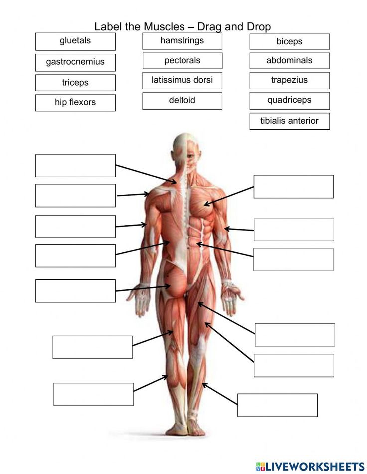 Label the muscles - drag and drop worksheet