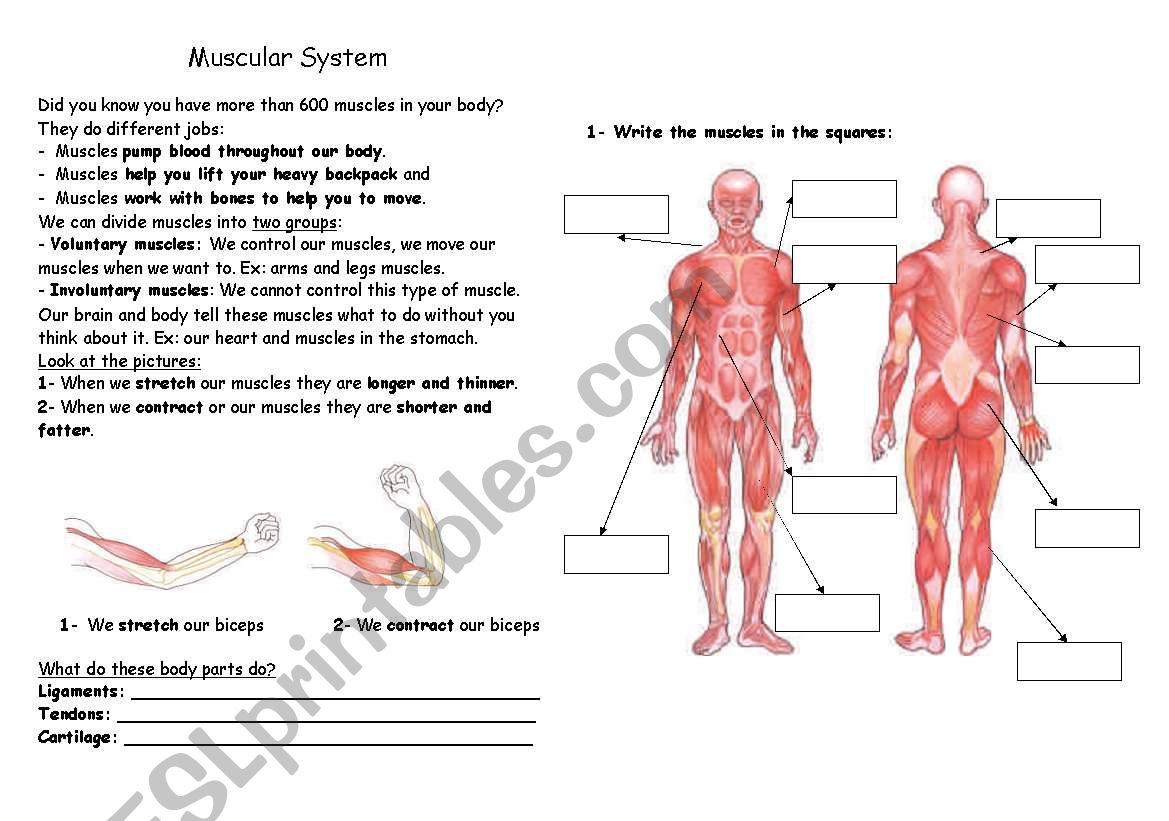 how the body works the muscles worksheet