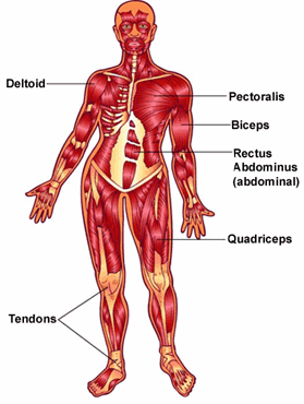 how the body works the muscles worksheet