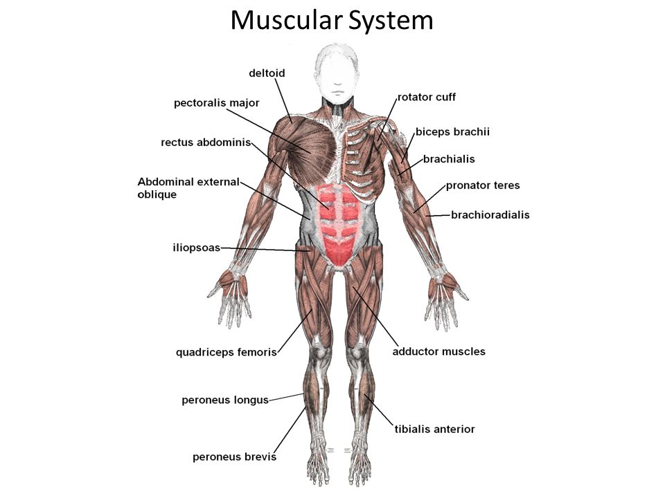 Muscular System. - ppt download