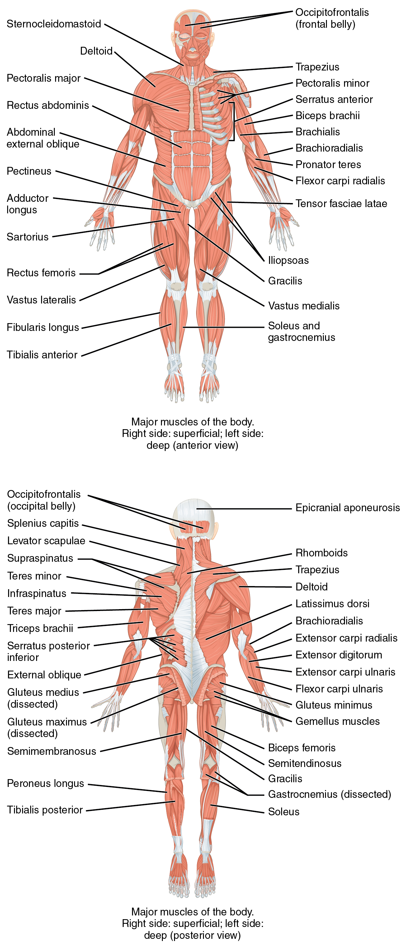 how the body works the muscles worksheet