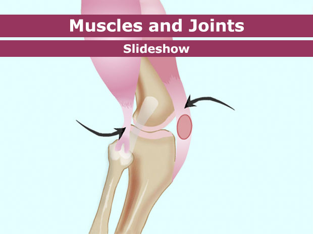 how the body works the muscles worksheet