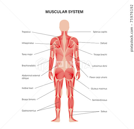 Human muscular system - Stock Illustration [75976192] - PIXTA ...