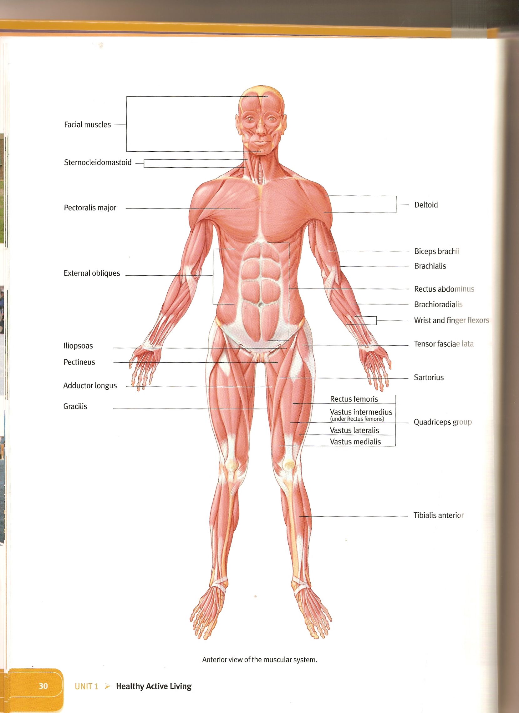 how the body works the muscles worksheet