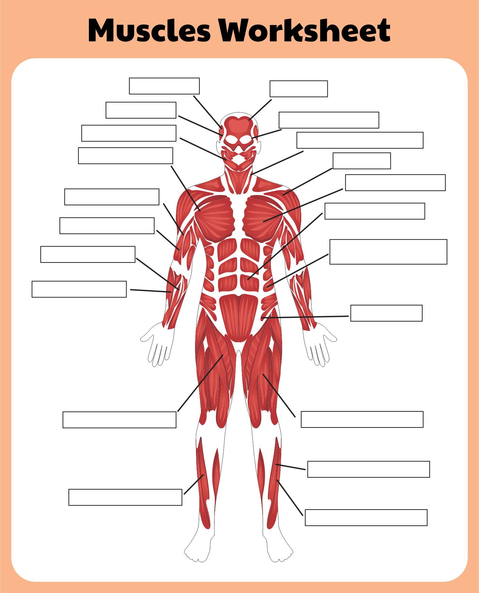 how the body works the muscles worksheet