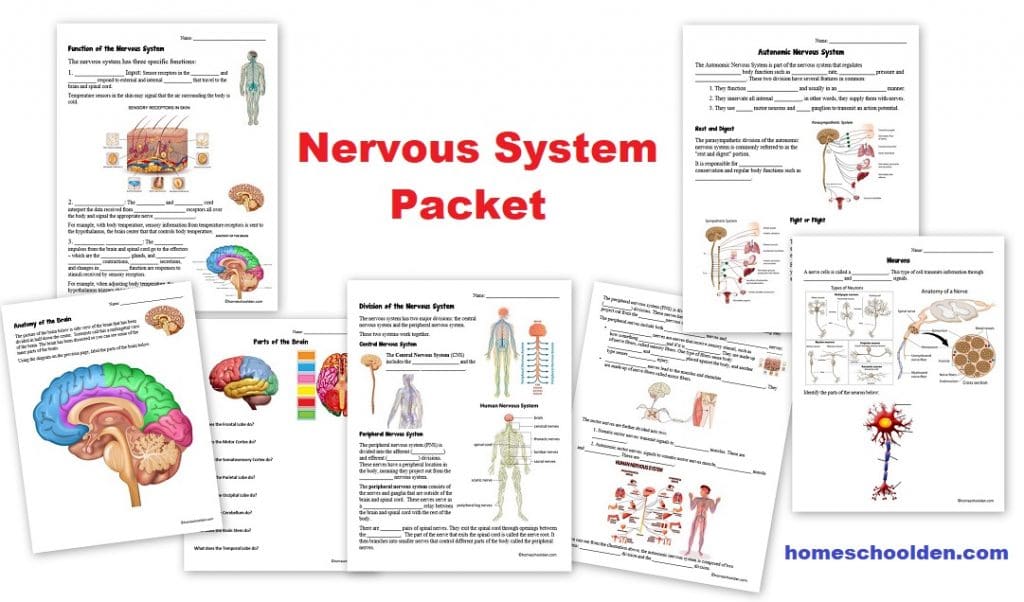 how the nervous system works worksheet