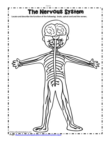 how the nervous system works worksheet