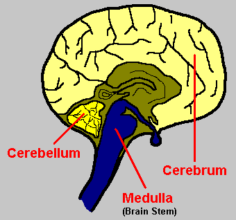 how the nervous system works worksheet