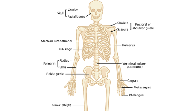 how the skeletal system works worksheet answers