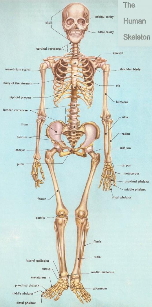 how the skeletal system works worksheet answers