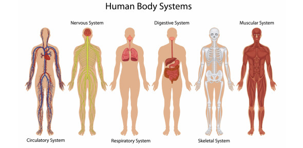 how the skeletal system works worksheet answers