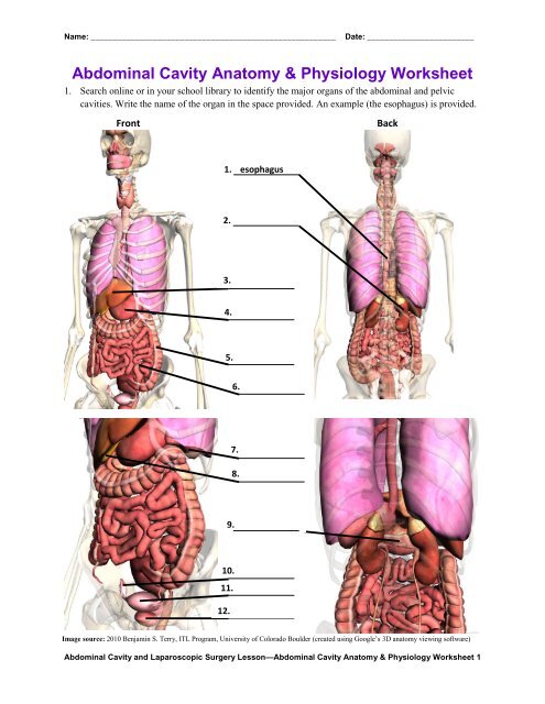 Abdominal Cavity Anatomy &   Physiology Worksheet (pdf) - Teach ...
