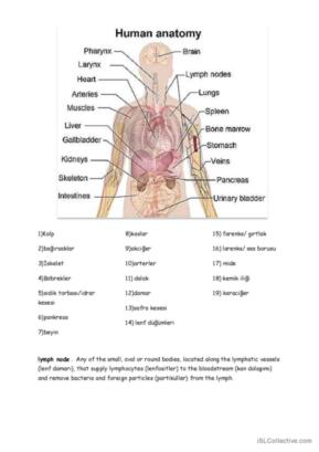 6 Anatomy English ESL worksheets pdf &  doc
