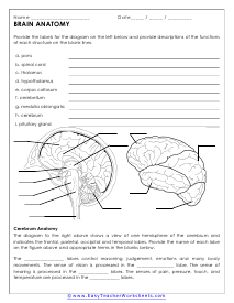 human anatomy worksheet pdf