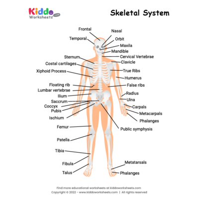 Free Printable Body Parts of Human Worksheet - kiddoworksheets