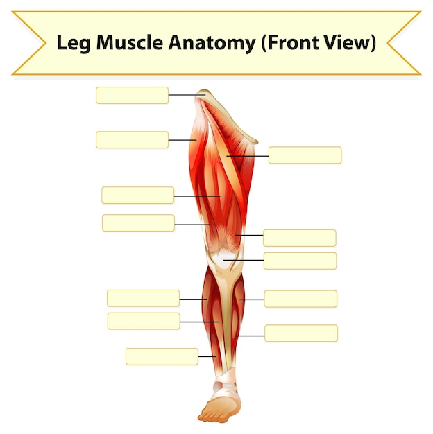 Free Vector | Human leg muscle anatomy worksheet