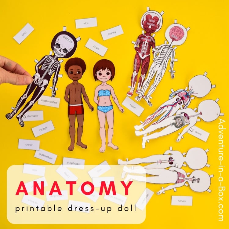 human body adventure worksheet answers