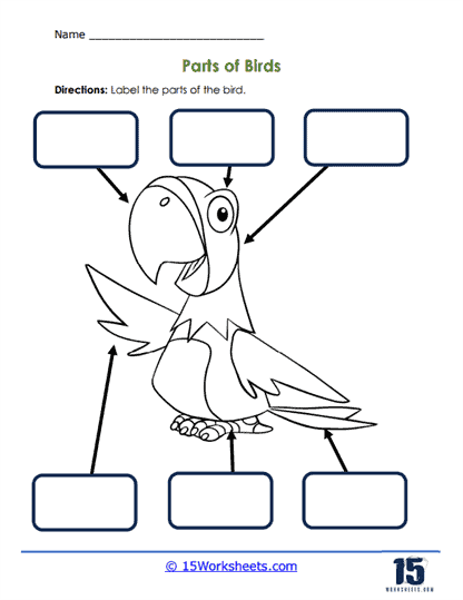 human body adventure worksheet answers