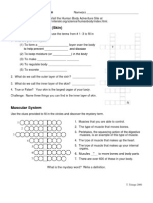 human body adventure worksheet answers
