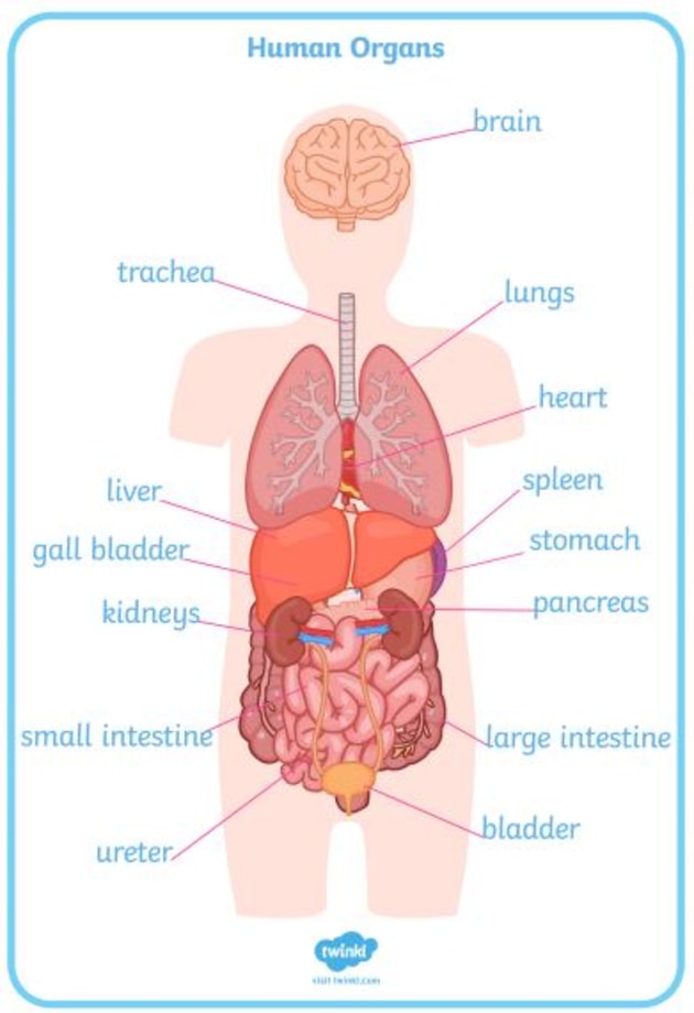 human body basics worksheet answers