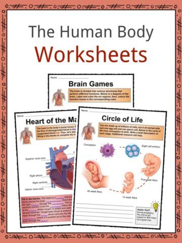 The Human Body Facts, Worksheets &  Key Systems For Kids