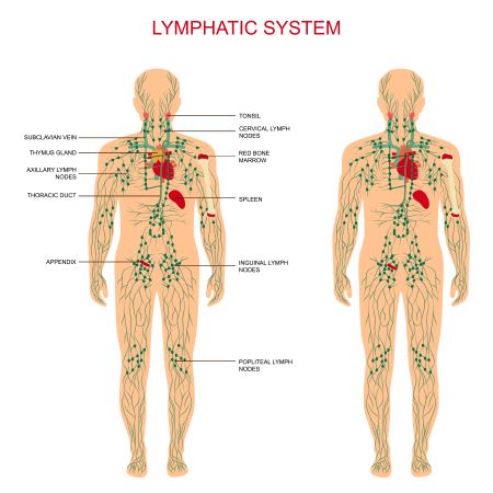 human body basics worksheet answers